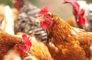 Tuyên Bố Của Hội đồng Gia Cầm Quốc Tế Về Sử Dụng Kháng Sinh_công Ty Á Châu_0972502979