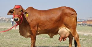 Chẩn đoán Mang Thai Sớm Trên Bò Sinh Sản_công Ty Á Châu_ 0972502979