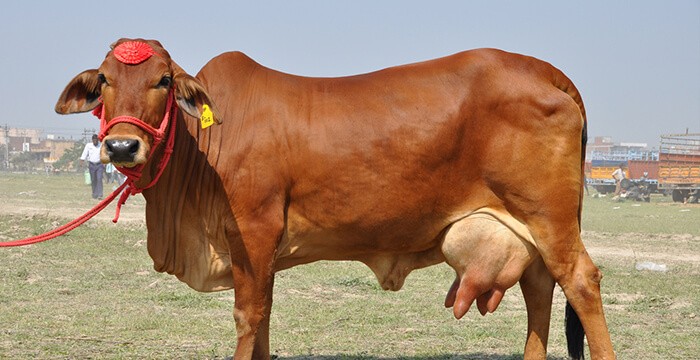 Chẩn đoán Mang Thai Sớm Trên Bò Sinh Sản_công Ty Á Châu_ 0972502979