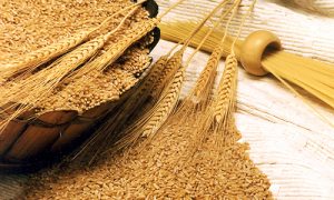 4 Nguồn Chất Xơ Tự Nhiên Cho Heo, Gia Cầm, Bò Sữa_ Công Ty Á Châu_ 0972502979