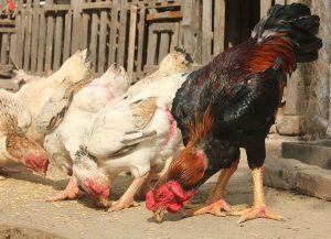 Bảo Tồn Và Phát Triển Giống Gà Hồ_ Công Ty Á Châu_ 0972502979