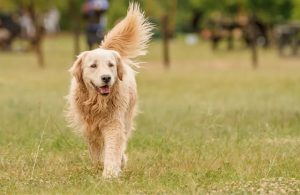 Bệnh Carré ở Chó_ Công Ty Á Châu_ 0972502979