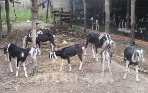 Bệnh đậu Dê Và Biện Pháp Phòng Trừ_ Công Ty Á Châu_ 0972502979