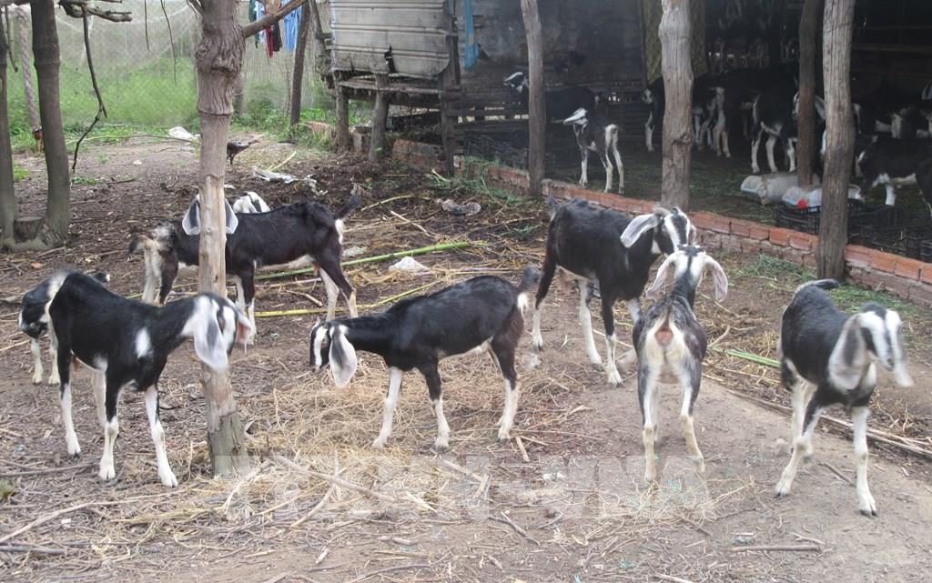 Bệnh đậu Dê Và Biện Pháp Phòng Trừ_ Công Ty Á Châu_ 0972502979