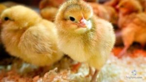 Các Xu Hướng Phát Triển Di Tật Trong Giống Gà Thịt Hiện Nay_ Công Ty Á Châu_ 0972502979