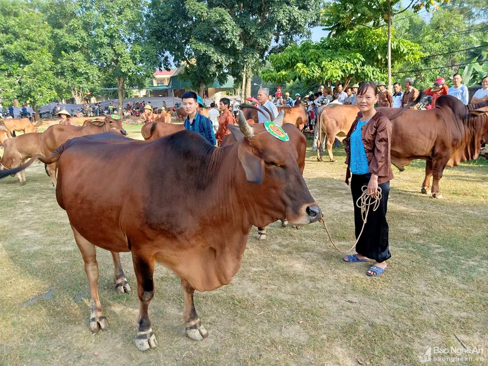 Cách Xác định Bò động Dục Và Thời điểm Phối Giống Thích Hợp_ Công Ty Á Châu_ 0972502979