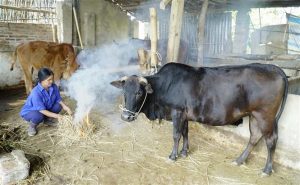 Chăm Sóc, Giữ ấm 'đầu Cơ Nghiệp' Trước Rét đậm, Rét Hại_ Công Ty Á Châu_ 0972502979