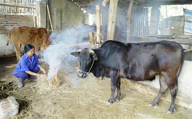 Chăm Sóc, Giữ ấm 'đầu Cơ Nghiệp' Trước Rét đậm, Rét Hại_ Công Ty Á Châu_ 0972502979