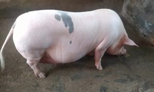 Chăm Sóc Và Nuôi Dưỡng Nái Mang Thai_ Công Ty Á Châu_ 0972502979