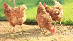 Đàn Gà Bị Stress Dễ Sản Sinh Ra đời Sau Có Tỷ Lệ Con Mái Cao Hơn_ Công Ty Á Châu_ 0972502979