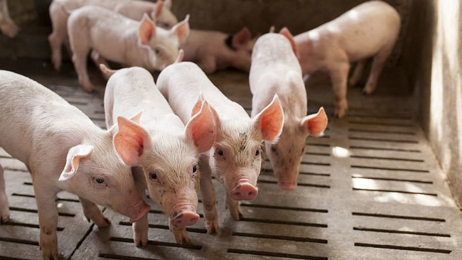 Đánh Giá ảnh Hưởng Của Axit Folic Trong Khẩu Phần Heo Con Sau Cai Sữa_ Công Ty Á Châu_ 0972502979