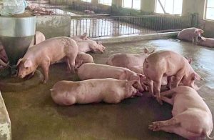 GiÁ Heo HƠi NgÀy 19-12, ChƯa CÓ KhỞi SẮc_ Công Ty Á Châu_ 0972502979