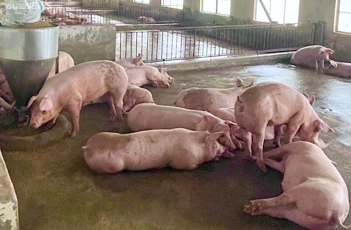 GiÁ Heo HƠi NgÀy 19-12, ChƯa CÓ KhỞi SẮc_ Công Ty Á Châu_ 0972502979