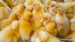 Khảo Sát độc Lực Của Virus Viêm Gan Vịt_ Công Ty Á Châu_ 0972502979