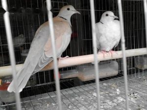 Khởi Nghiệp Thành Công Từ Mô Hình Nuôi Chim Cu Gáy Pháp_ Công Ty Á Châu_ 0972502979