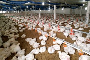 Kiểm Soát Salmonella Trong Chăn Nuôi Gà Thịt Giống_ Công Ty Á Châu_ 0972502979