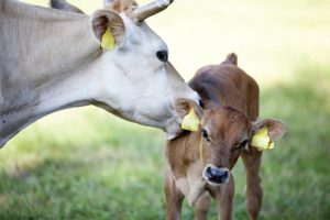 Kỹ Thuật Chăm Sóc, Nuôi Dưỡng Bê Theo Mẹ_ Công Ty Á Châu_ 0972502979