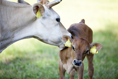 Kỹ Thuật Chăm Sóc, Nuôi Dưỡng Bê Theo Mẹ_ Công Ty Á Châu_ 0972502979
