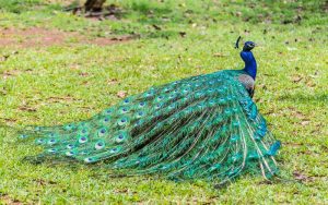 Kỹ Thuật Nuôi Chim Công Mang Lợi Nhuận Cao Cho Gia đình_ Công Ty Á Châu_ 0972502979