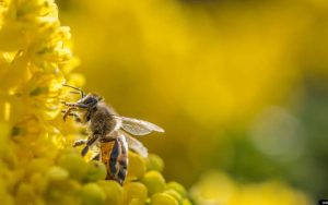 Mật Hoa Có Chứa Caffeine Giúp Ong Mật Nhớ Tốt Hơn_ Công Ty Á Châu_ 0972502979