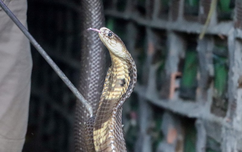 Người Nuôi Rắn Hổ Mang Lao đao Vì Sản Phẩm Khó Tiêu Thụ_ Công Ty Á Châu_ 0972502979