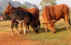 Những Bài Học Kinh Nghiệm Quý Báu Về Cấy Phôi Bò Tại Học Viện Nông Nghiệp Việt Nam_ Công Ty Á Châu_ 0972502979