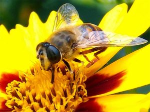 Ong Mật được Huấn Luyện Mùi Hương Giúp Tăng Năng Suất Cây Trồng_ Công Ty Á Châu_ 0972502979