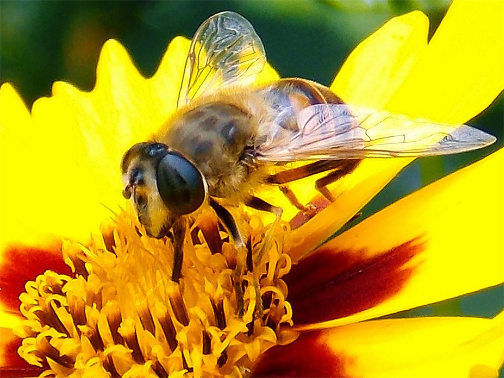 Ong Mật được Huấn Luyện Mùi Hương Giúp Tăng Năng Suất Cây Trồng_ Công Ty Á Châu_ 0972502979