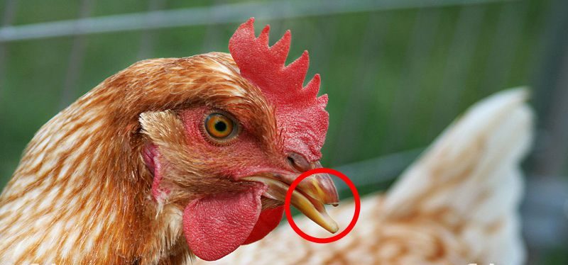 Quy Trình Kỹ Thuật Cắt Mỏ Gà_ Công Ty Á Châu_ 0972502979