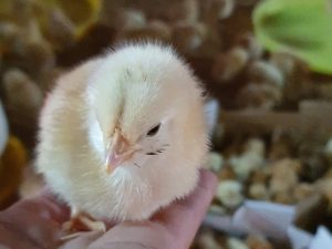 Rút Ngắn Thời Gian Chọn Lọc Giống Vật Nuôi Nhờ Phân Tích đa Hình Gen_ Công Ty Á Châu_ 0972502979