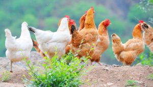 Ứng Dụng Phản ứng Ngăn Trở Ngưng Kết Hồng Hầu (hi)_ Công Ty Á Châu_ 0972502979