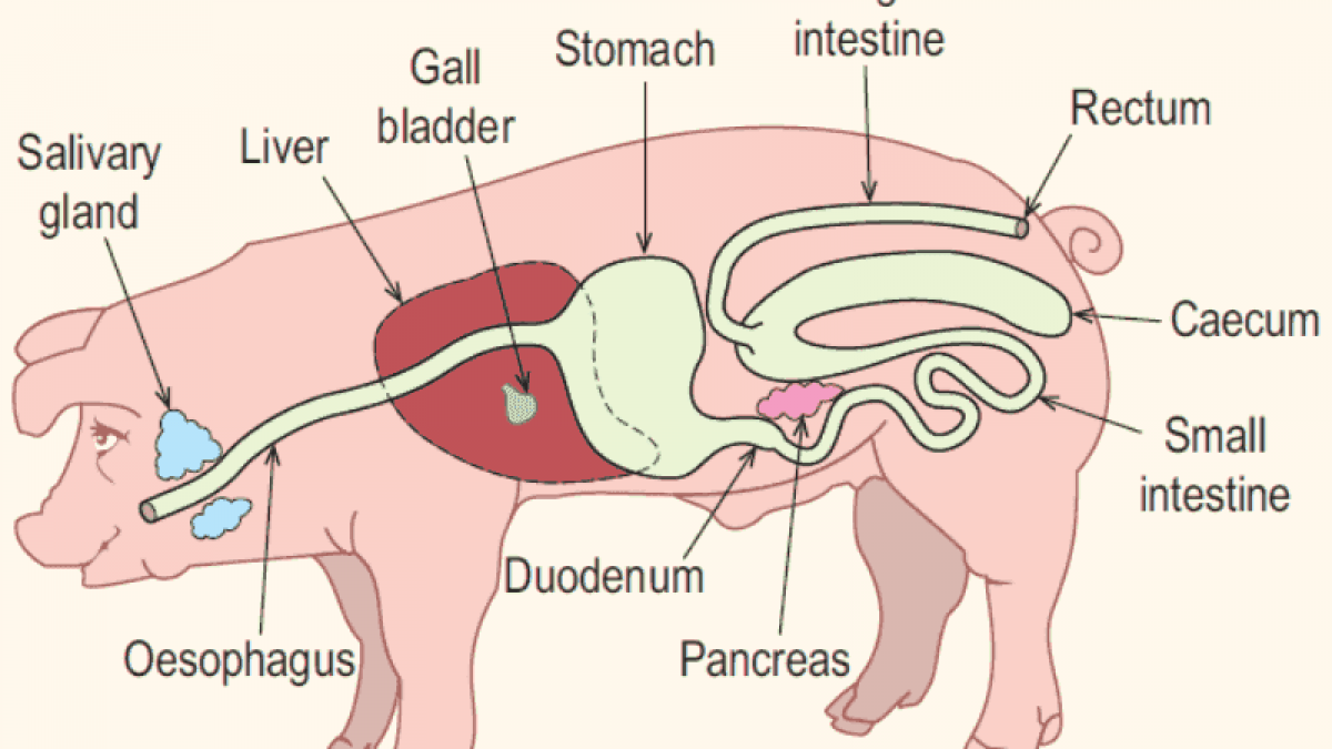Xơ được Lên Men ở đâu Trong đường Tiêu Hóa_ Công Ty Á Châu_ 0972502979