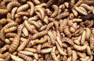 Ấu Trùng Ruồi Có Thể được Sử Dụng Thay Thế Protein_ Công Ty Á Châu_ 0972502979