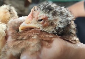 Bệnh đậu Gà Và Cách Phòng Trị_ Công Ty Á Châu_ 0972502979