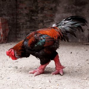 Bệnh Dịch Gà Đông Tảo Thường Gặp Và Cách Phòng Trị_ Công Ty Á Châu_ 0972502979