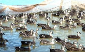 Bí Quyết Chọn Giống Vịt Trời_ Công Ty Á Châu_ 0972502979