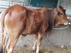 Bò Chết Bất Thường ở Vùng Biên Giới Gia Lai_công Ty Á Châu_ 0972502979