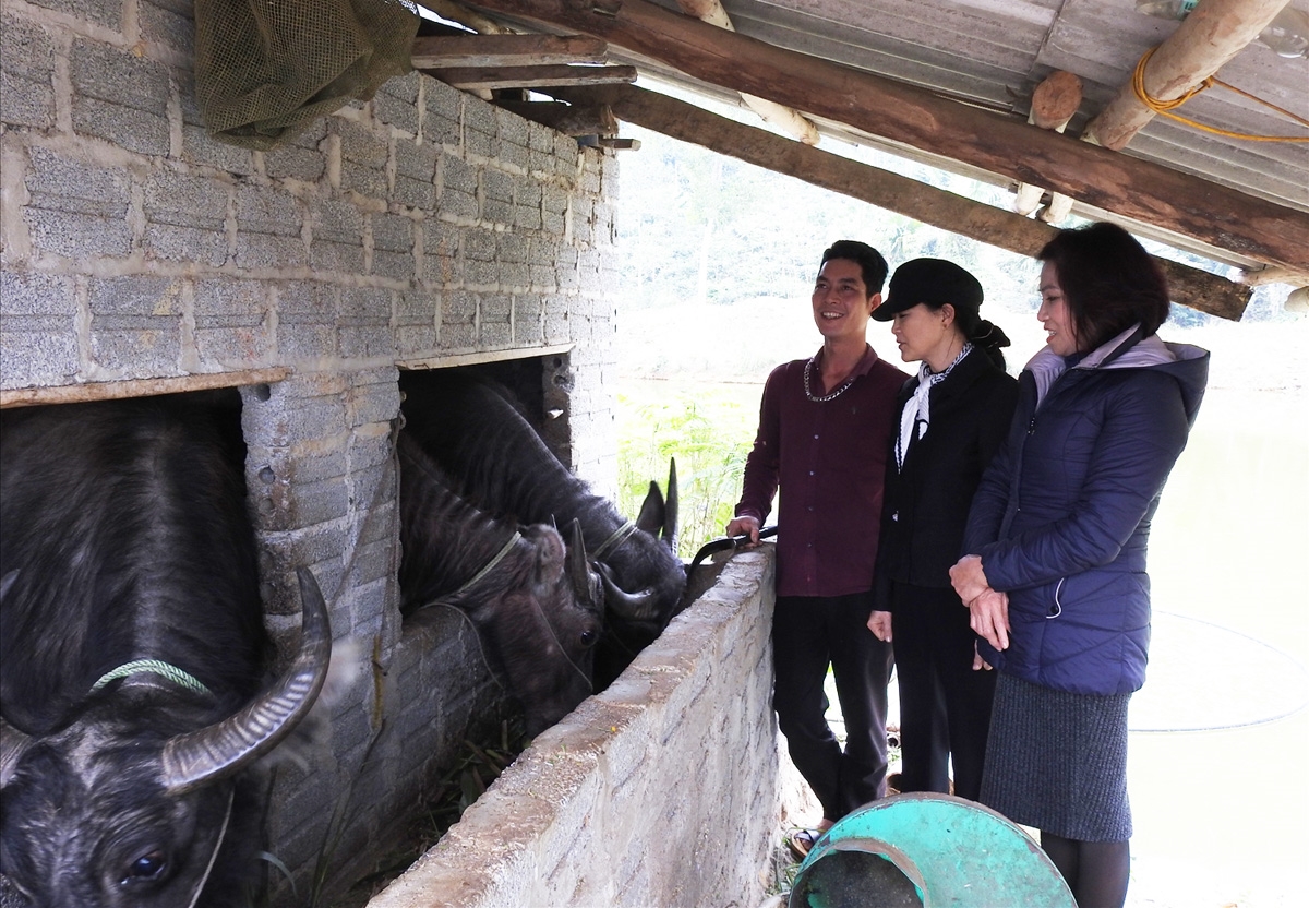 Chăm Sóc Trâu, Bò Trong Thời Tiết Giá Rét_ Công Ty Á Châu_ 0972502979