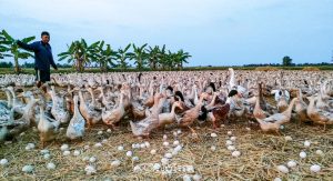 'chiến Binh' Diệt ốc Bươu Vàng_ Công Ty Á Châu_ 0972502979