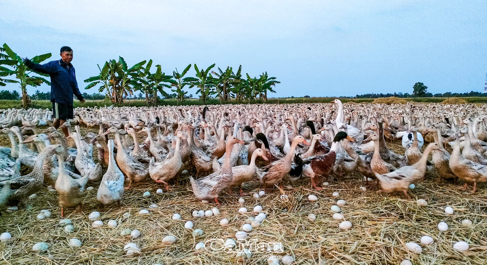 'chiến Binh' Diệt ốc Bươu Vàng_ Công Ty Á Châu_ 0972502979