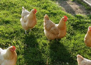 Đông Nam Á Là Cái Nôi Của Loài Gà Toàn Thế Giới_ Công Ty Á Châu_ 0972502979