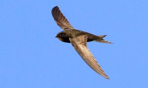 Kỹ Thuật Nuôi Chim Yến Trong Nhà_ Công Ty Á Châu_ 0972502979