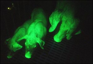 Những Chú Heo Phát Sáng_ Công Ty Á Châu_ 0972502979