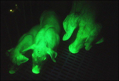 Những Chú Heo Phát Sáng_ Công Ty Á Châu_ 0972502979