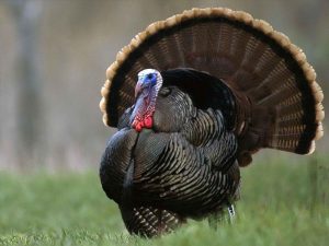 Nuôi Gà Lôi Thả Vườn_ Công Ty Á Châu_ 0972502979