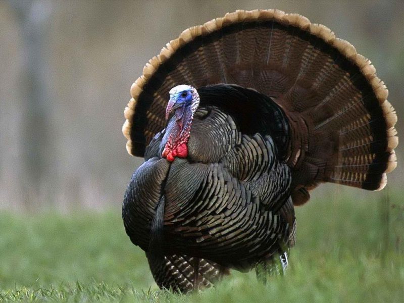 Nuôi Gà Lôi Thả Vườn_ Công Ty Á Châu_ 0972502979