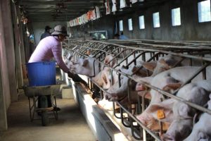 Toàn Cảnh Ngành Chăn Nuôi Việt Nam Năm 2022_ Công Ty Á Châu_ 0972502979