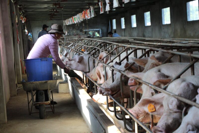 Toàn Cảnh Ngành Chăn Nuôi Việt Nam Năm 2022_ Công Ty Á Châu_ 0972502979