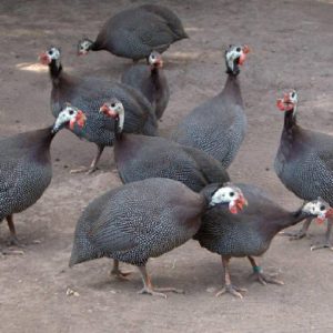 Trang Trại Nuôi 4.000 Con Gà Sao Trên đệm Lót Sinh Học_ Công Ty Á Châu_ 0972502979