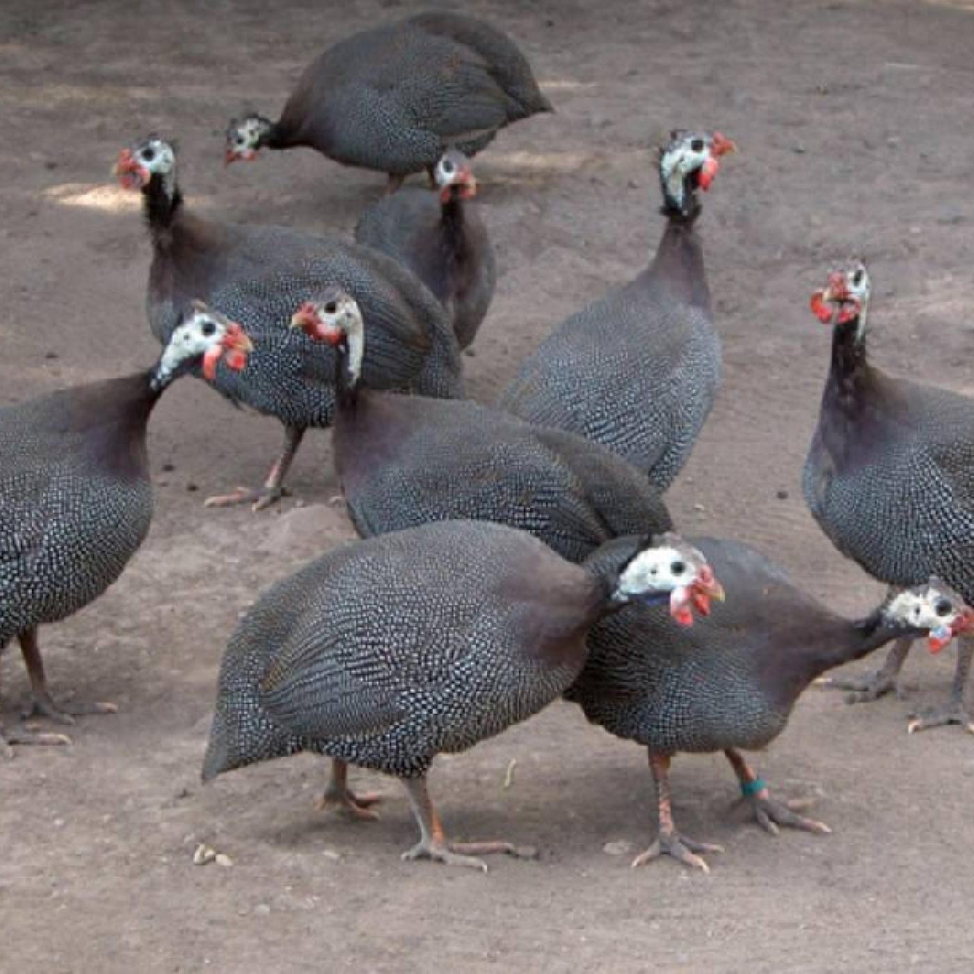 Trang Trại Nuôi 4.000 Con Gà Sao Trên đệm Lót Sinh Học_ Công Ty Á Châu_ 0972502979